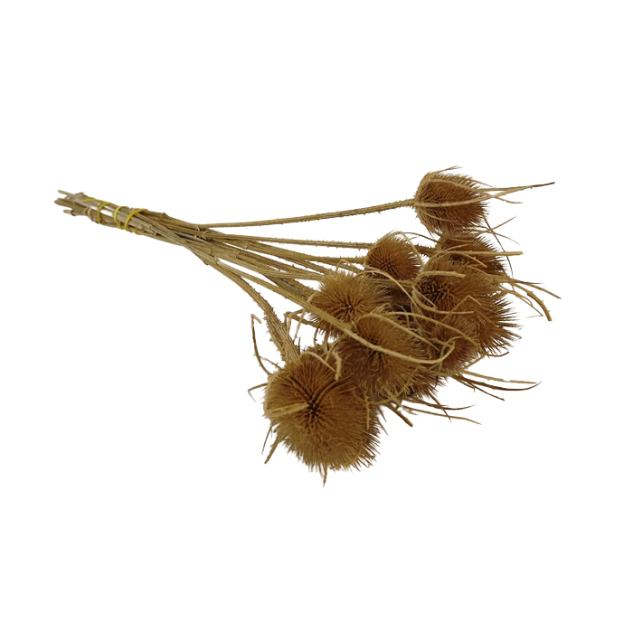 Natural Thistle Bunch