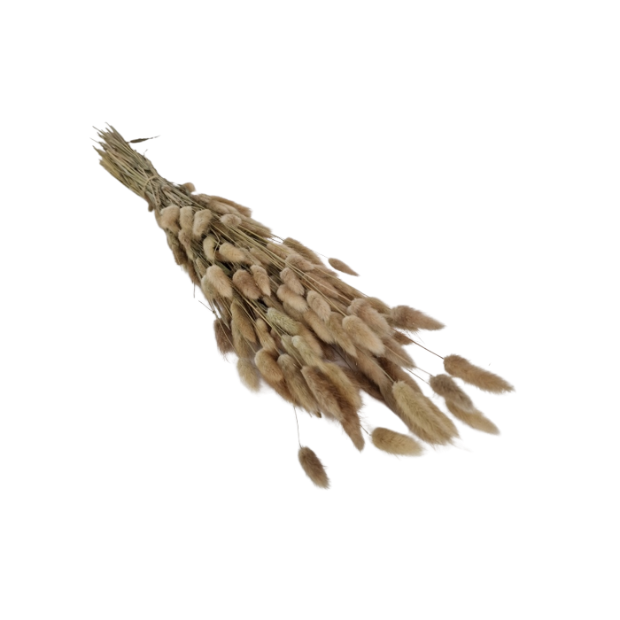 Lagarus/Bunny Tails Natural App 60cm (Spanish)