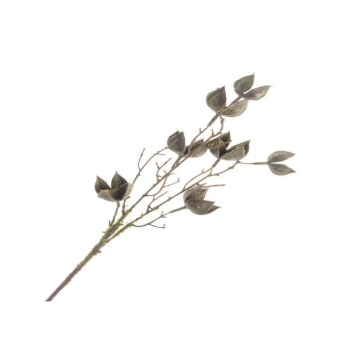 Mossed Cotton Husk Spray - Natural (65cm long, 7 heads)