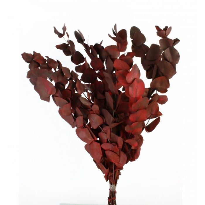 Preserved Vintage Spiral Eucalyptus - Vintage Burgundy/Red