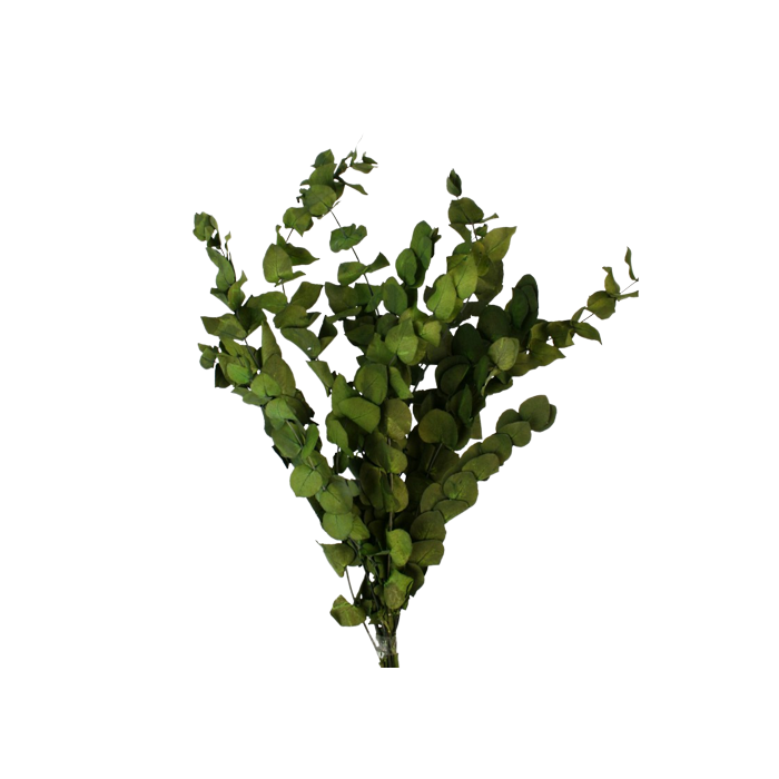 Preserved Vintage Spiral Eucalyptus - Vintage Green