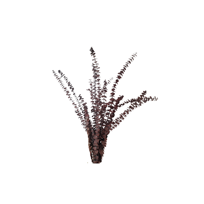 Preserved Baby Eucalyptus - Red