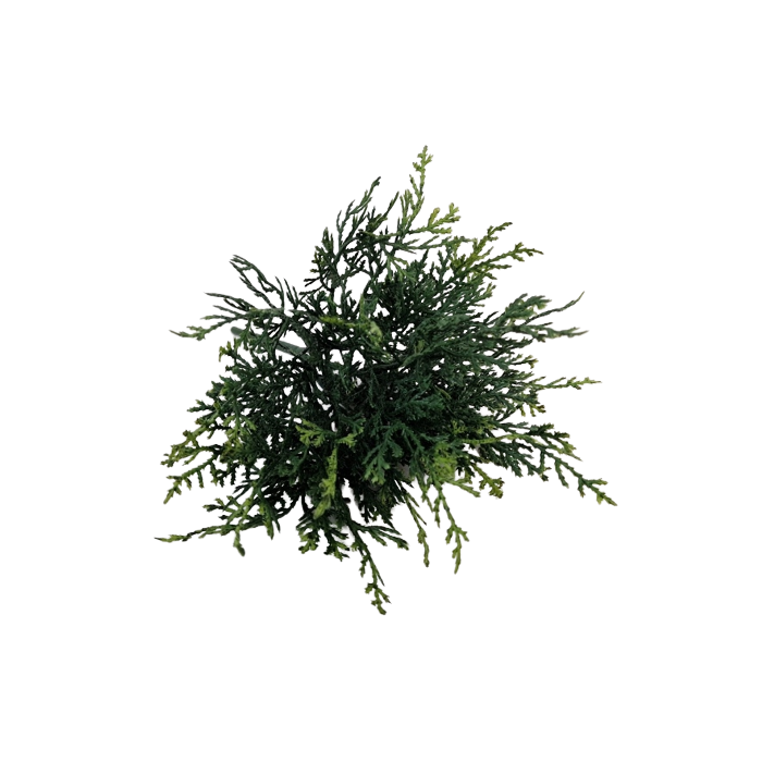 Cushion Bush - Green (25cm Long)