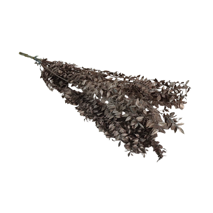 Ruscus x 5 Stems Champagne