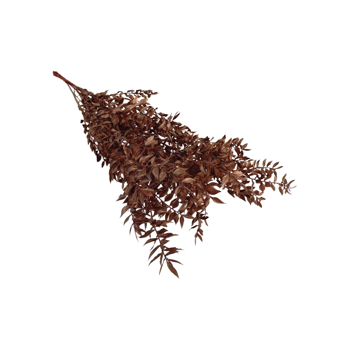 Ruscus x 5 Stems Copper