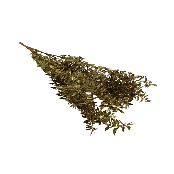 Ruscus x 5 Stems Gold