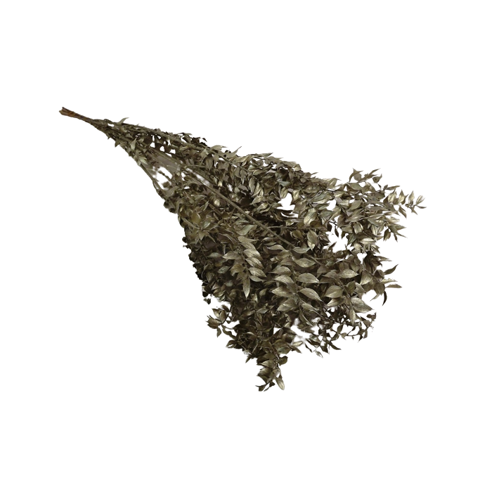 Ruscus x 5 Stems Platinum