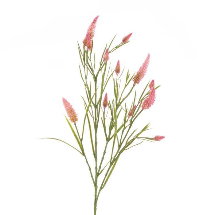 Narrowleaf Crimson Clover 79cm Pink