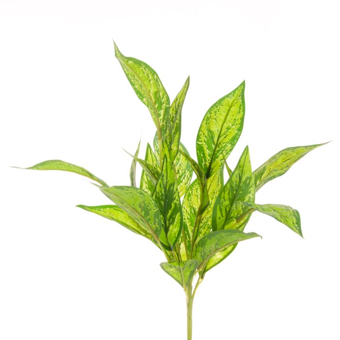 Dieffenbachia Bush x21 Lvs 47cm Green