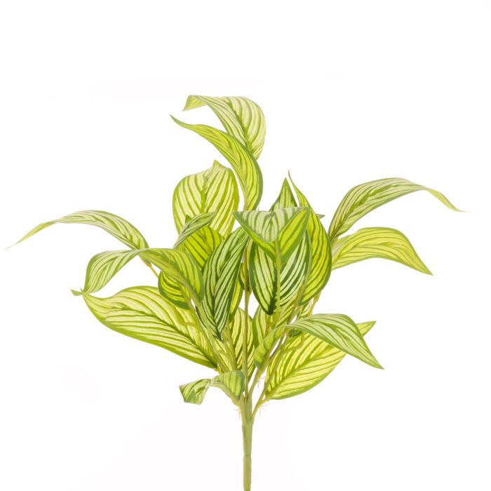 Calathea Bush x21 Lvs 47cm