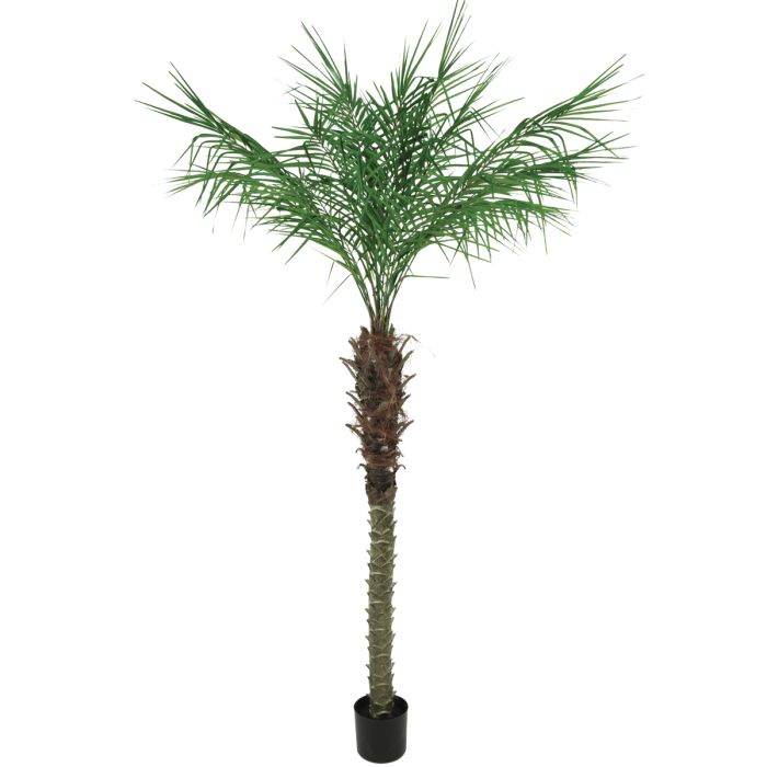 Pheonix Palm Potted 547L 180cm