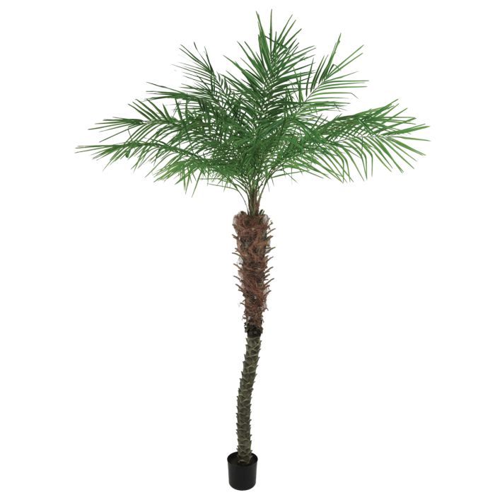 Pheonix Palm Pottd 1095L 240cm