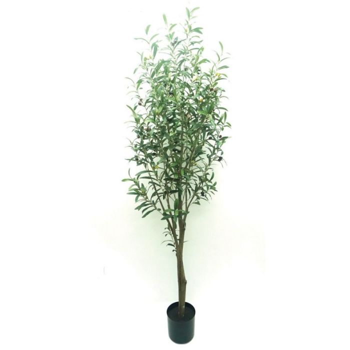 Potted Olive Tree - Natural 180cm