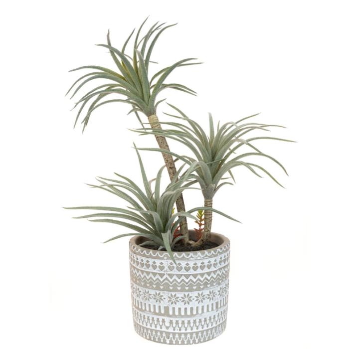 Airplant In Patterned Pot