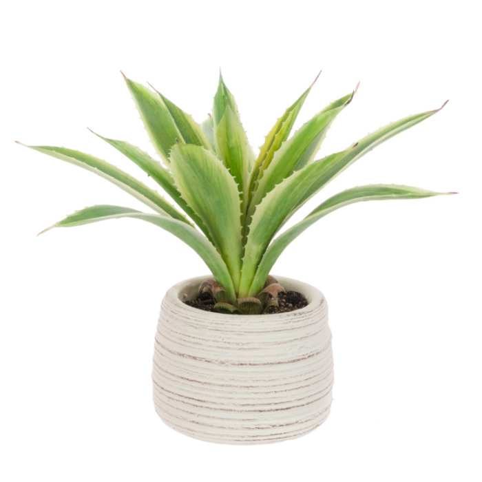 Agave In Ceramic Pot 26cm