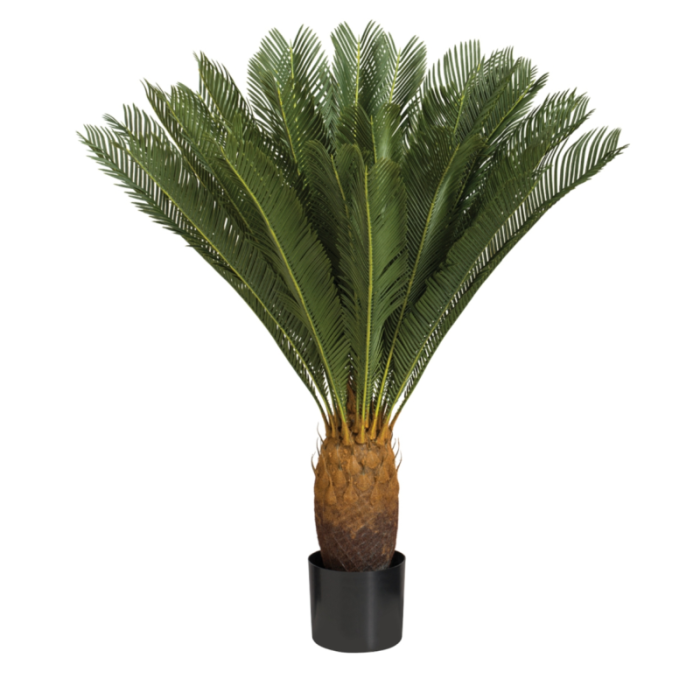 36" Cycas Plant W/30 Leaves