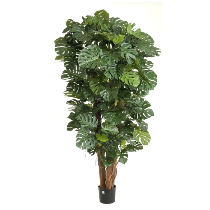 230cm Split Philo Plant