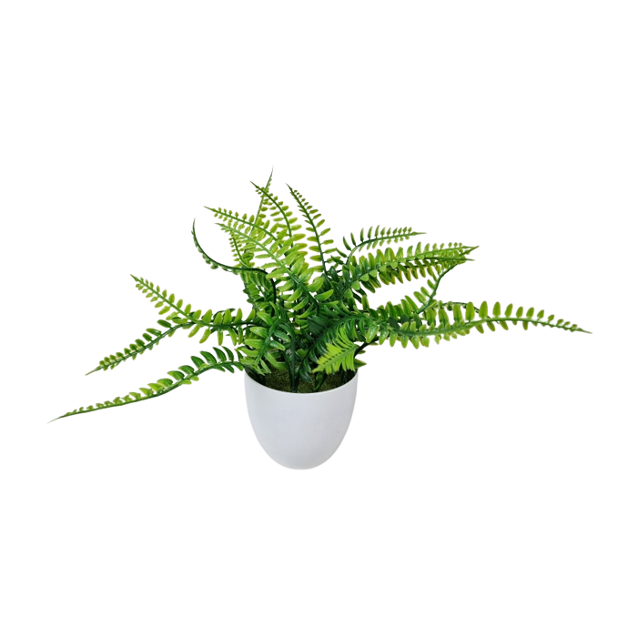 26cm Boston Fern Potted