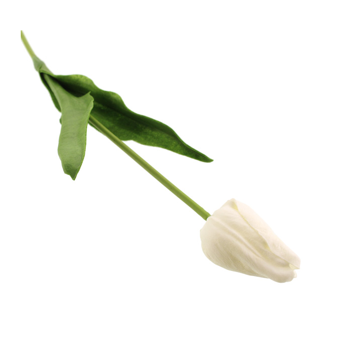 50cm Tulip White