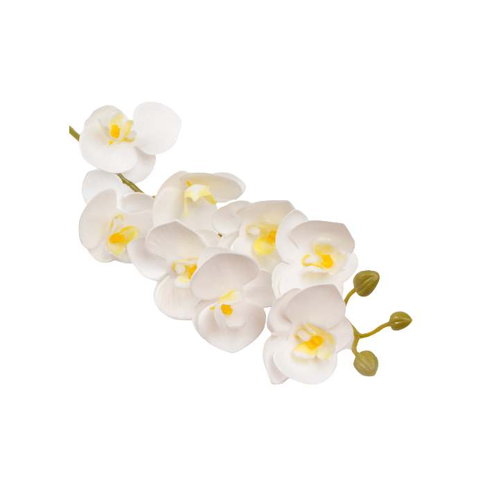 Mini Phalaenopsis Orchid 76cm White