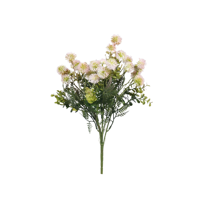 Santolina Chamaecyparissus Bush 38cm - Pink