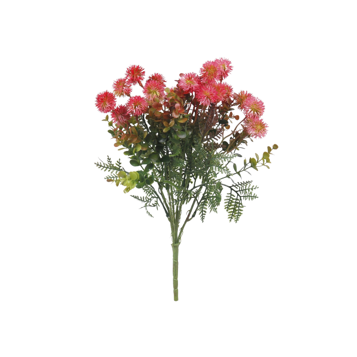Santolina Chamaecyparissus Bush 38cm - Red/Pink