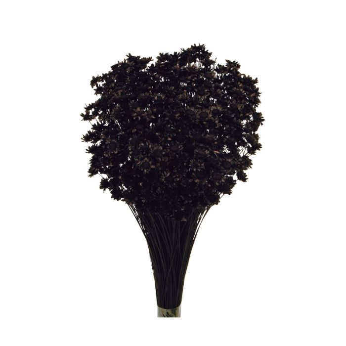Glixia Bunch App 50cm Black
