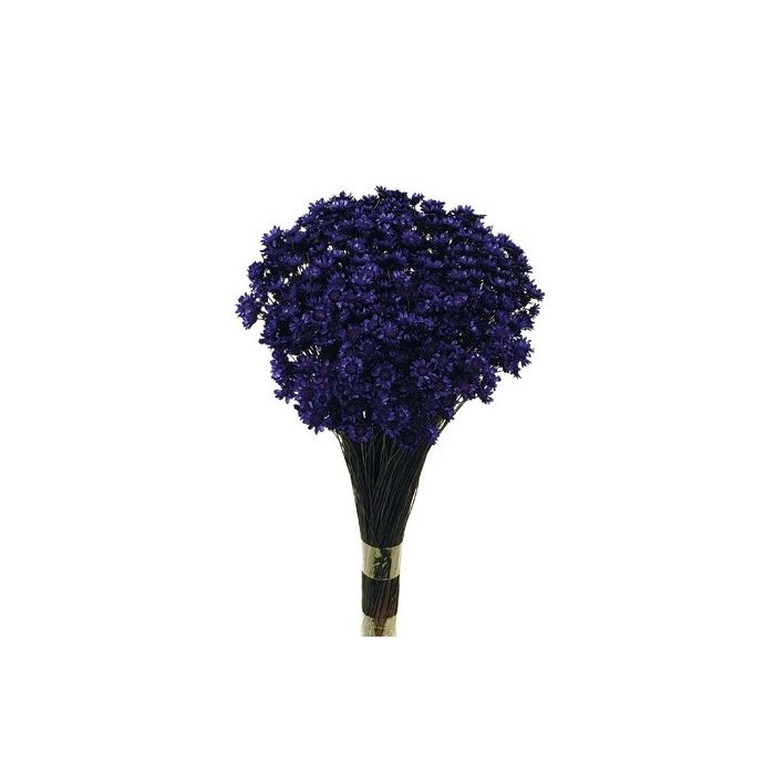Glixia Bunch App 50cm Purple