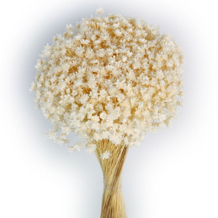 Glixia Bunch App 50cm White