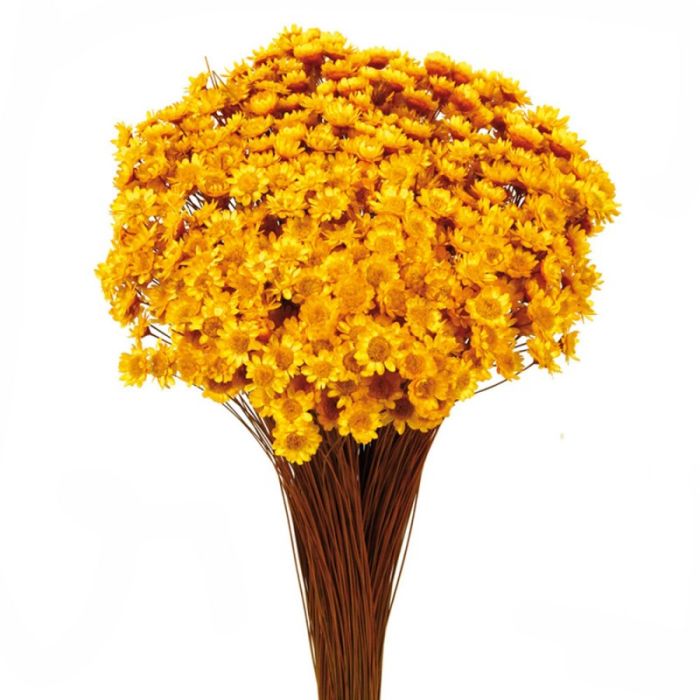 Glixia Bunch App 50cm Yellow