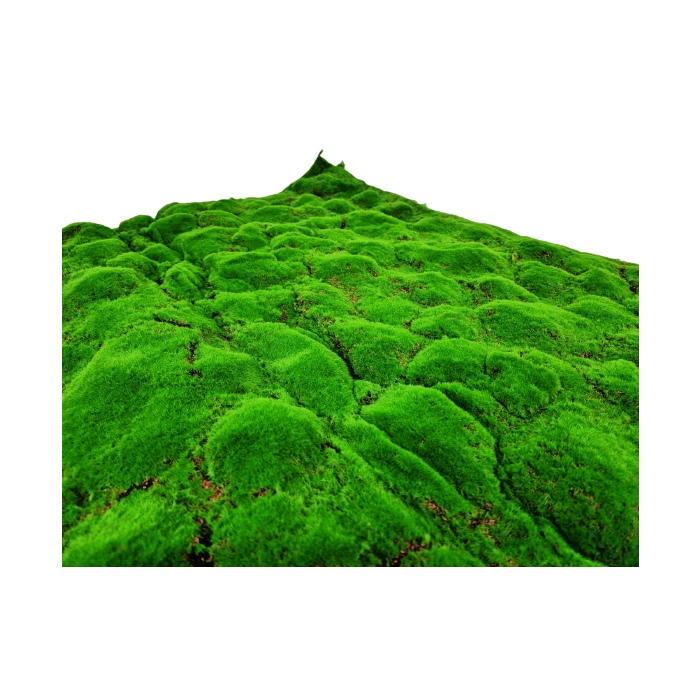 100cm Artificial Moss Tile - Green (100cm x 100cm)