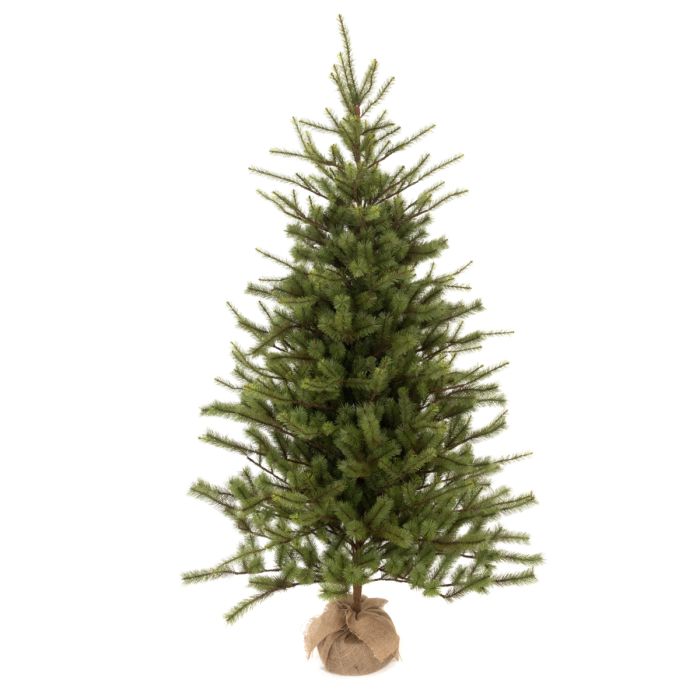 Spruce Pine In Burlap 183cm (New)