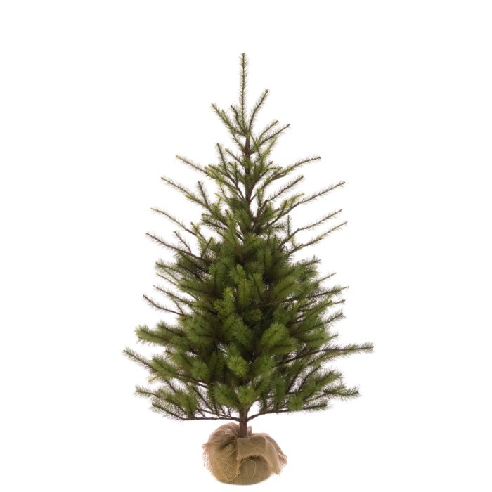 Spruce Pine In Burlap 122cm (New)