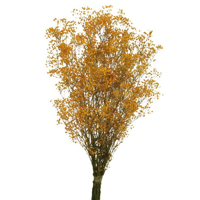 Preserved Gypsophila - Orange