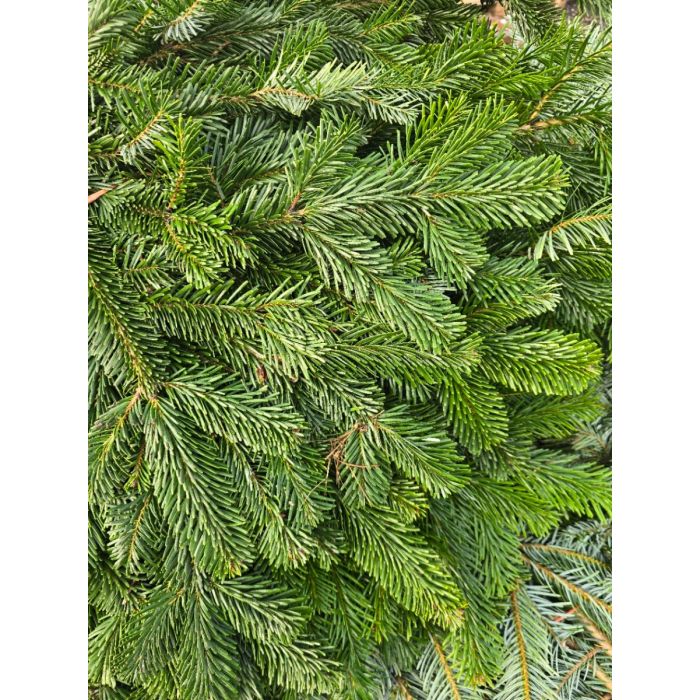 Fresh Foliage Bundle