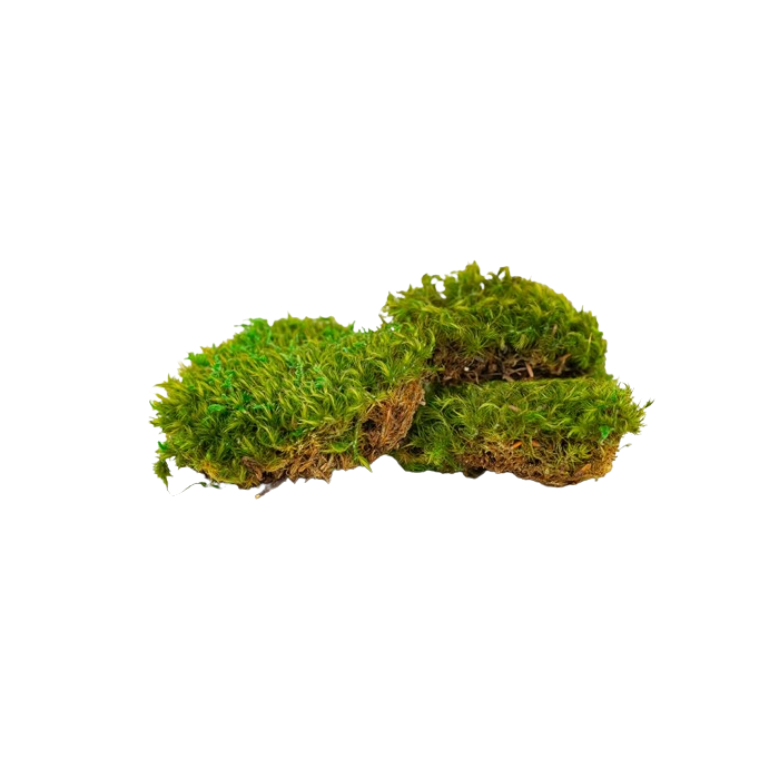 Preserved Provence Moss