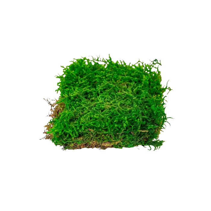 Preserved Curly Moss