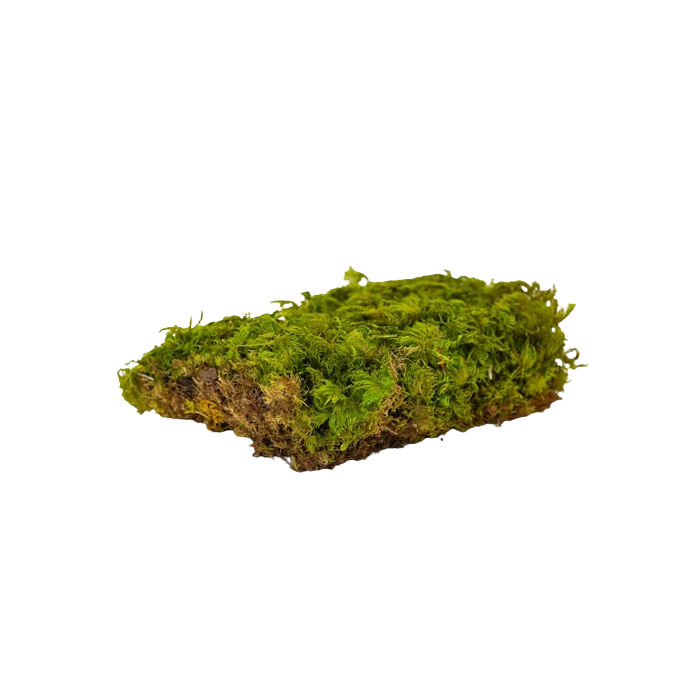 Preserved Fern Moss