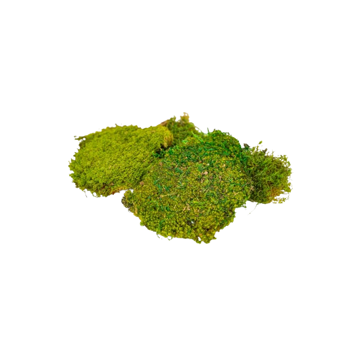 Preserved Plate Moss