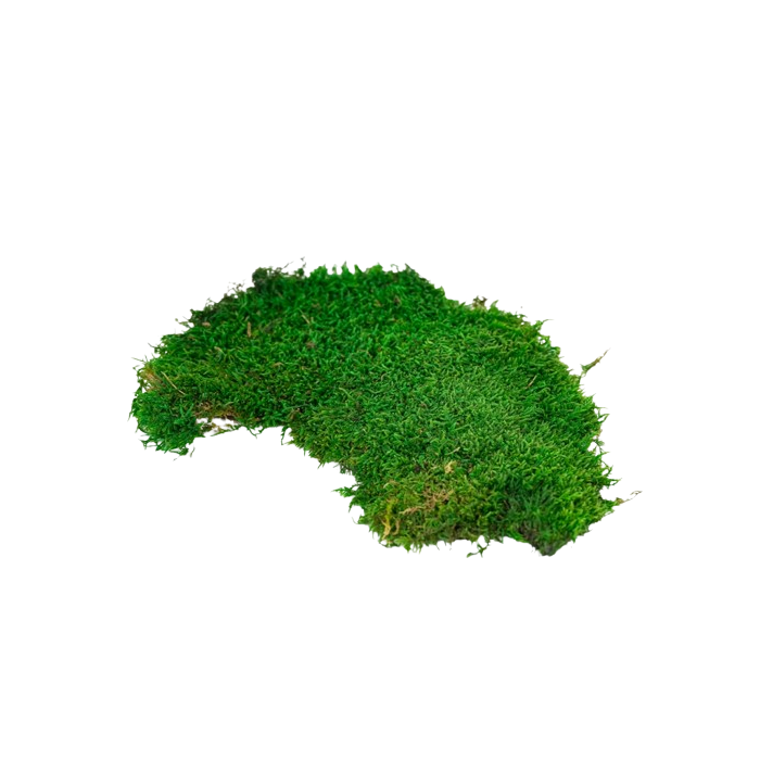 Preserved Mixed Flat Moss