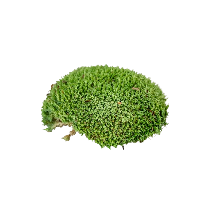 Ball Moss Natural