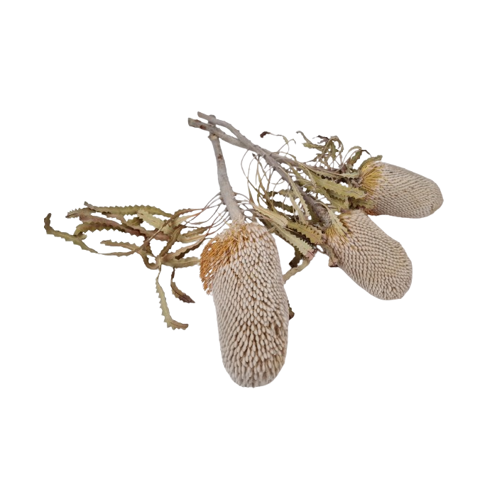 Banksia Prionotus Natural x 3 Pcs