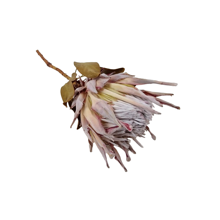 Protea Cynaroides Natural x 1