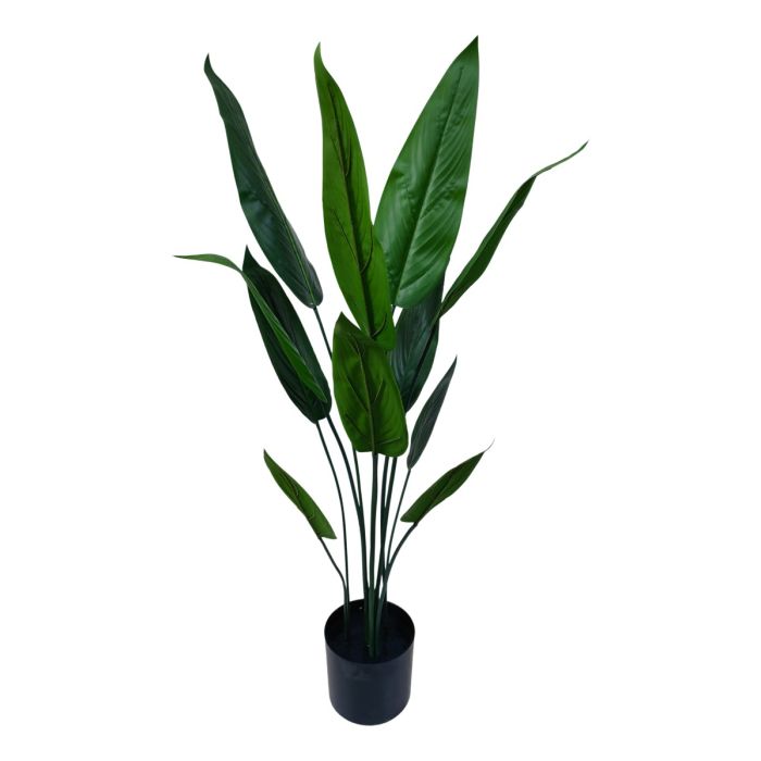90cm Bird of Paradise Plant Black Plastic Planter