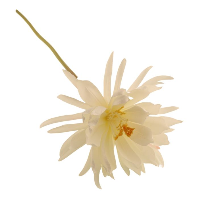 79cm Queen of the Night