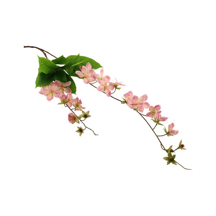 107cm Claire de Lune Clematis Pink