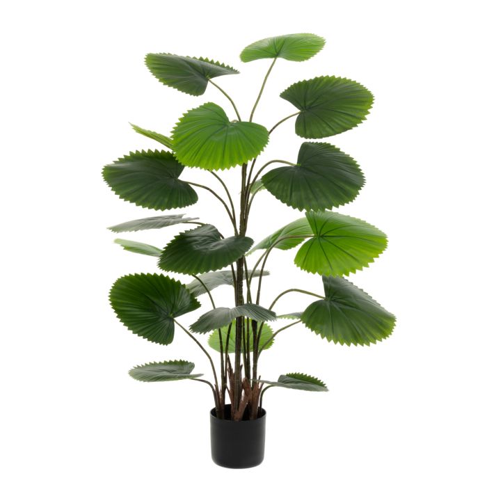 FT Fan Palm - 145cm