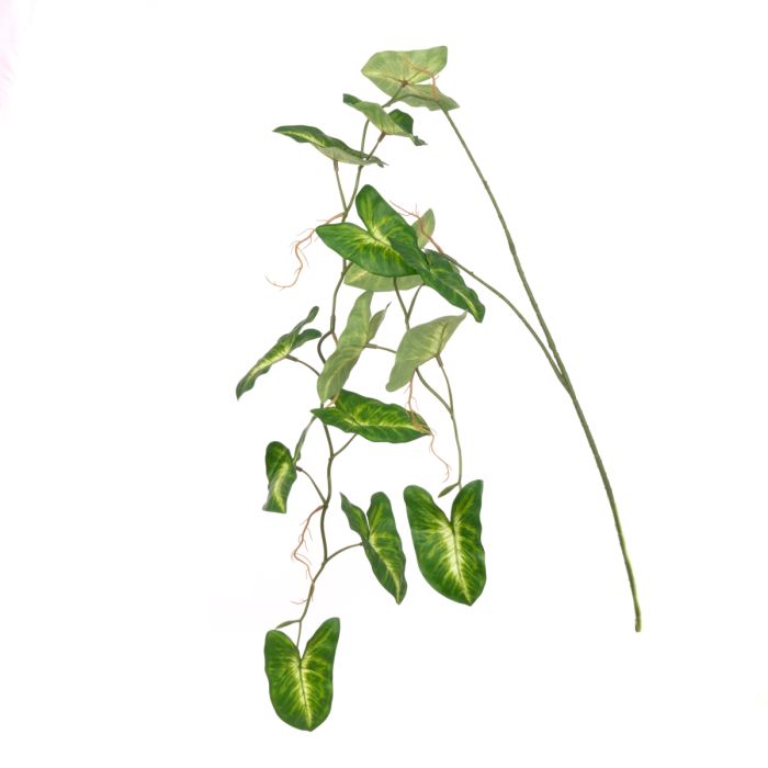 Syngonium Hanging Spray 147cm Green