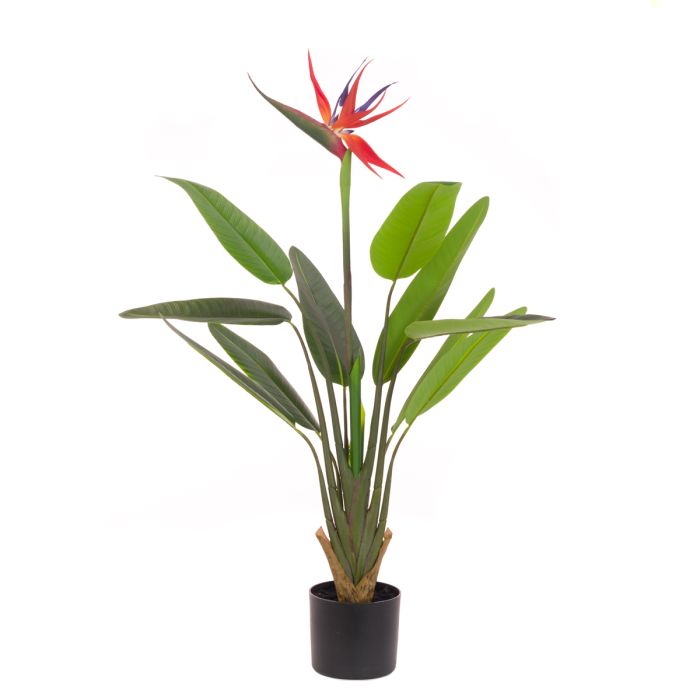 Bird Of Paradise In Pot 100cm