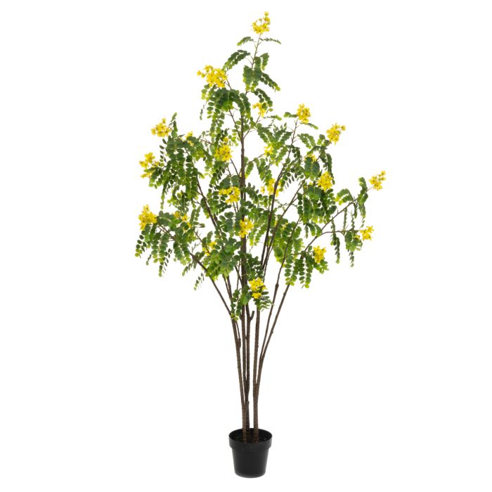Sunshine Tree 210cm